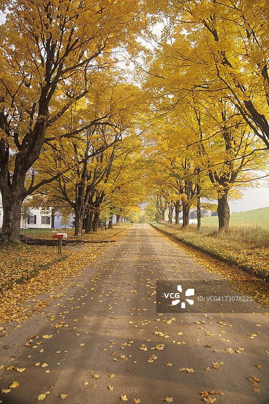 佛蒙特州Peacham乡村道路旁的黄色树叶图片素材