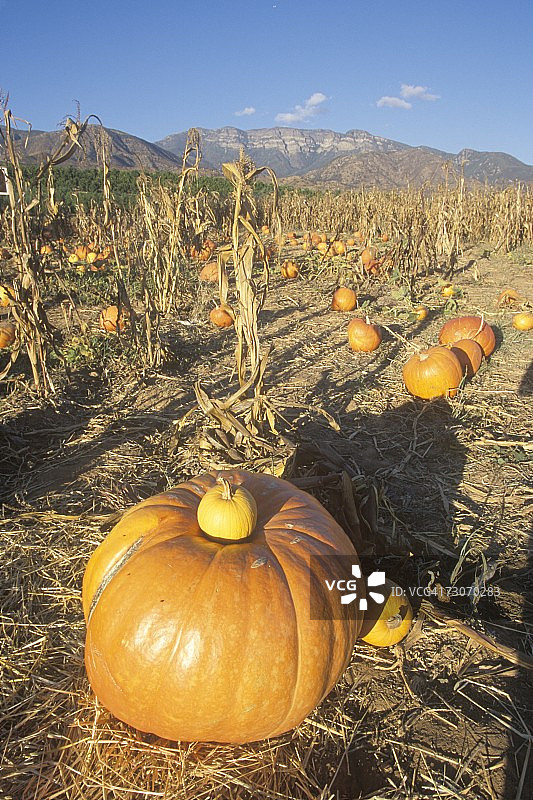 加利福尼亚州奥海的南瓜地图片素材