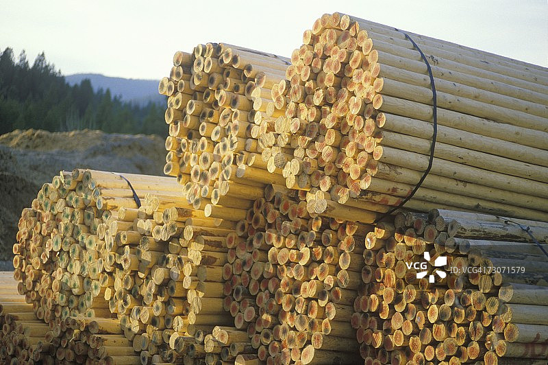 爱达荷州普里斯特里弗木材厂的成捆栅栏柱图片素材