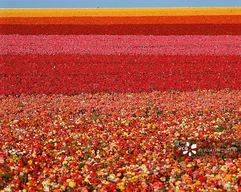 加利福尼亚州圣地亚哥卡尔斯巴德农场的毛茛花田图片素材