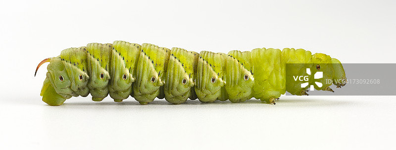 番茄天蛾图片素材