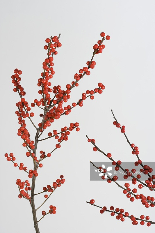 冬青树枝图片素材