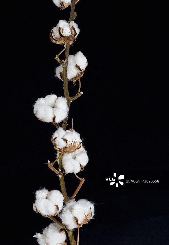 单株棉铃图片素材