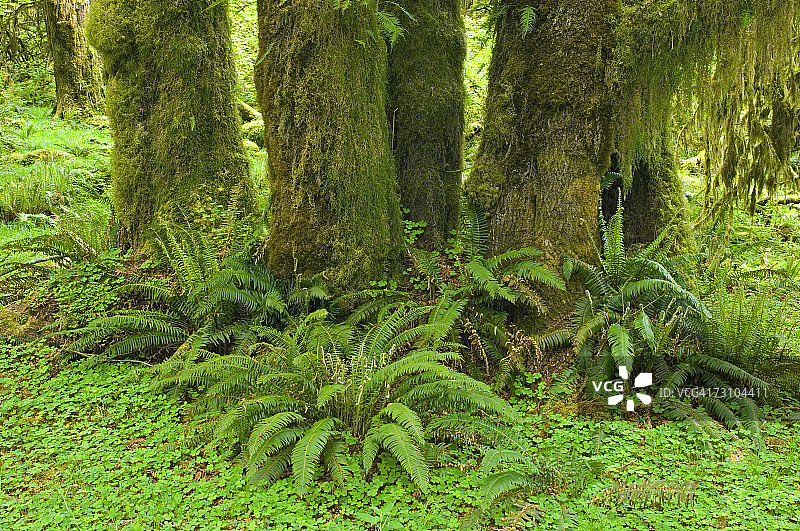 美国华盛顿州奥林匹克国家公园霍河谷雨林图片素材