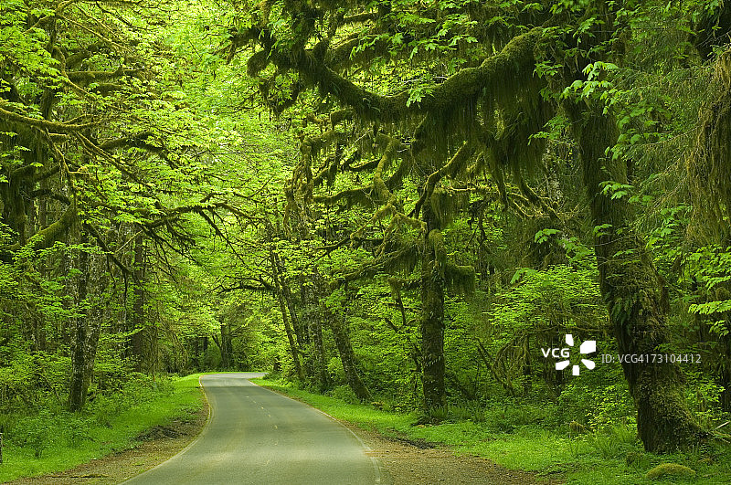 霍赫雨林道路，美国华盛顿州奥林匹克国家公园图片素材