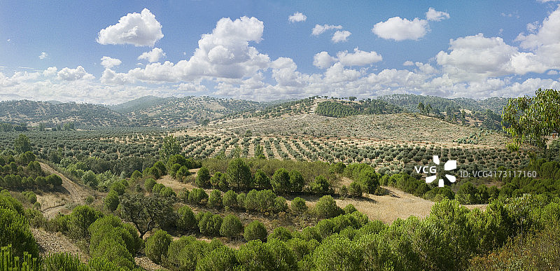 葡萄牙下阿连特茹的橄榄树林，高角度拍摄图片素材