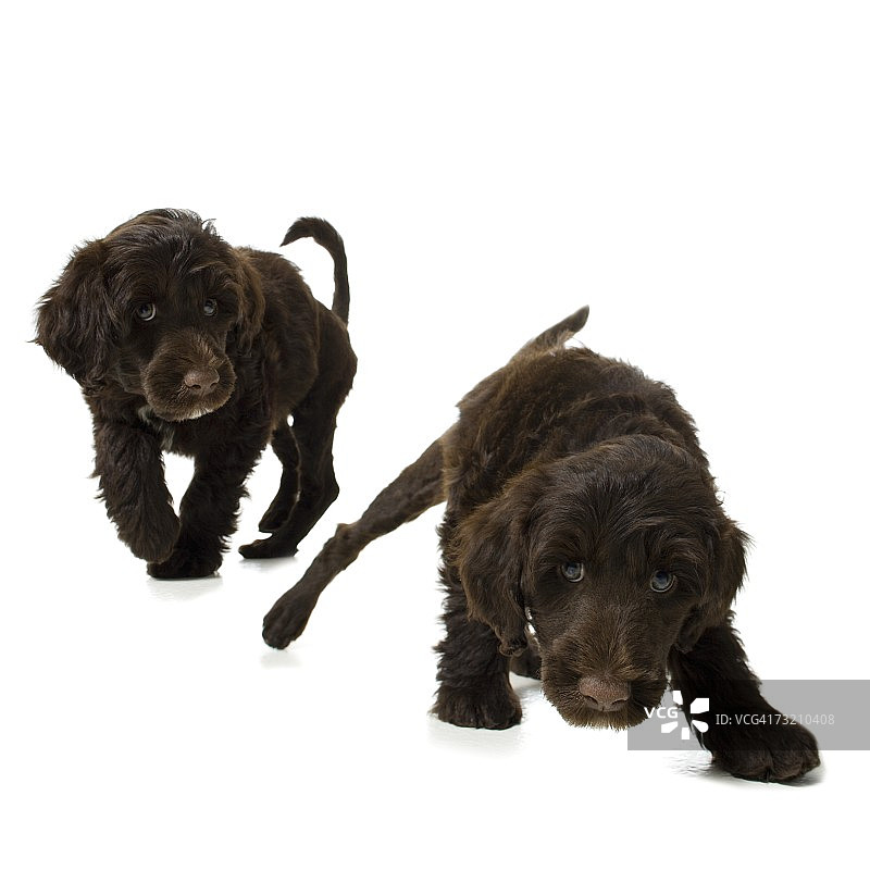 双胞胎小狗图片素材