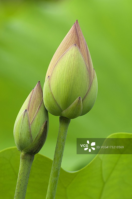 郁金香花蕾的特写图片素材