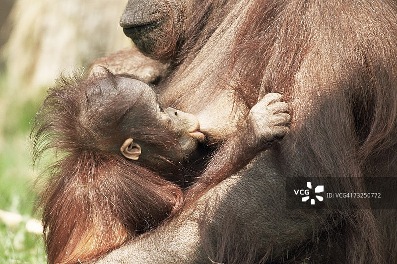 圈养的猩猩母子（荷兰阿芬猴园）图片素材