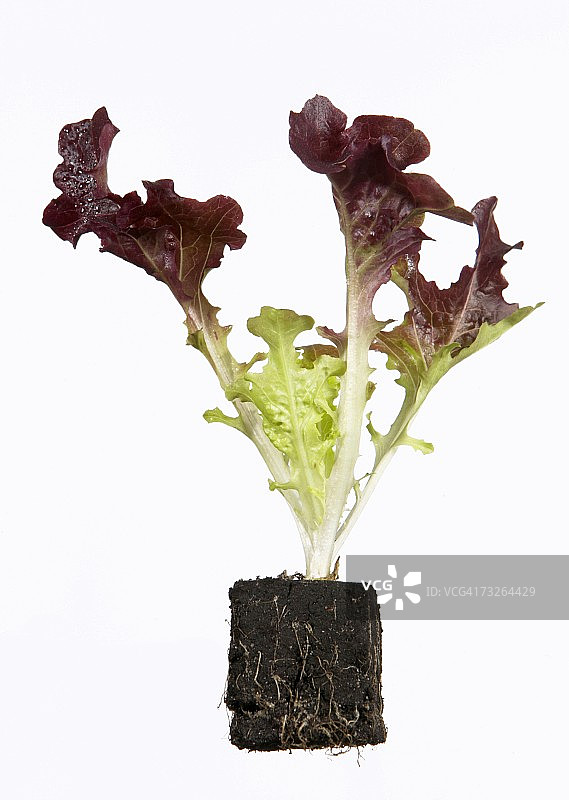 红橡叶生菜苗图片素材