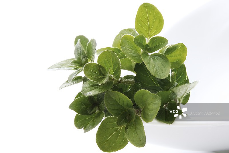 牛至（Origanum vulgare）特写图片素材