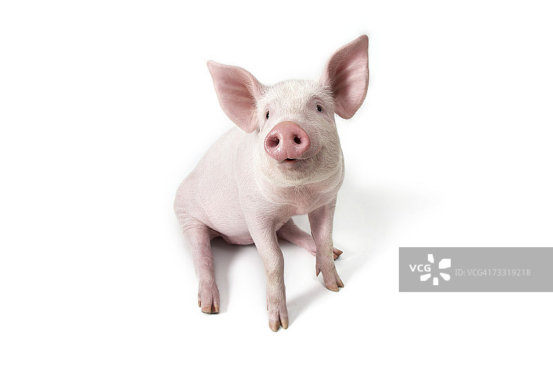 坐着的小猪图片素材