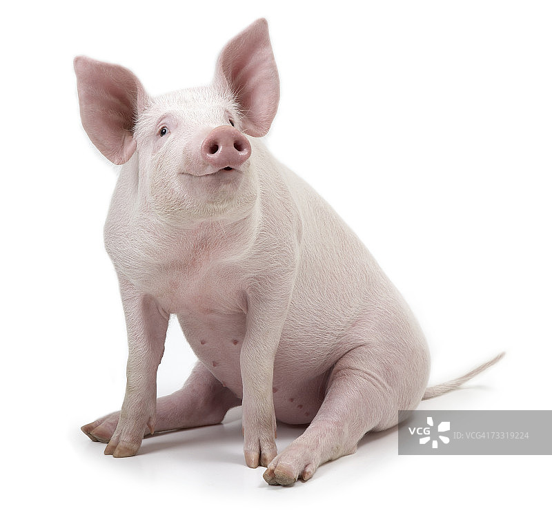坐着的小猪，白色背景图片素材