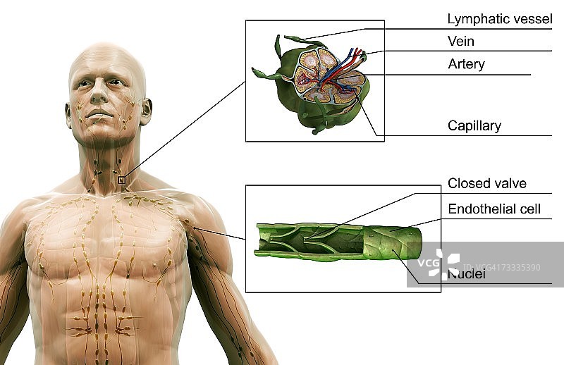 上半身的淋巴供应图片素材