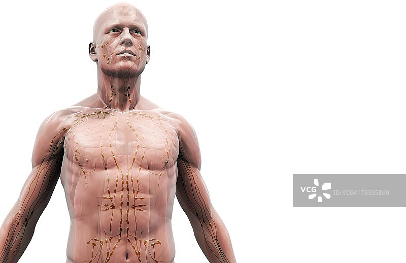 上半身的淋巴供应图片素材