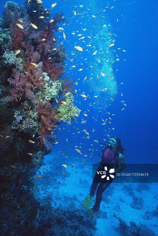 潜水员观赏软珊瑚和花鲈图片素材
