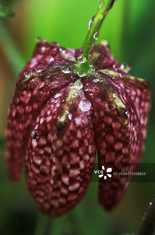 带有雨滴的紫色蛇头贝母花（Fritillaria meleagris）特写图片素材