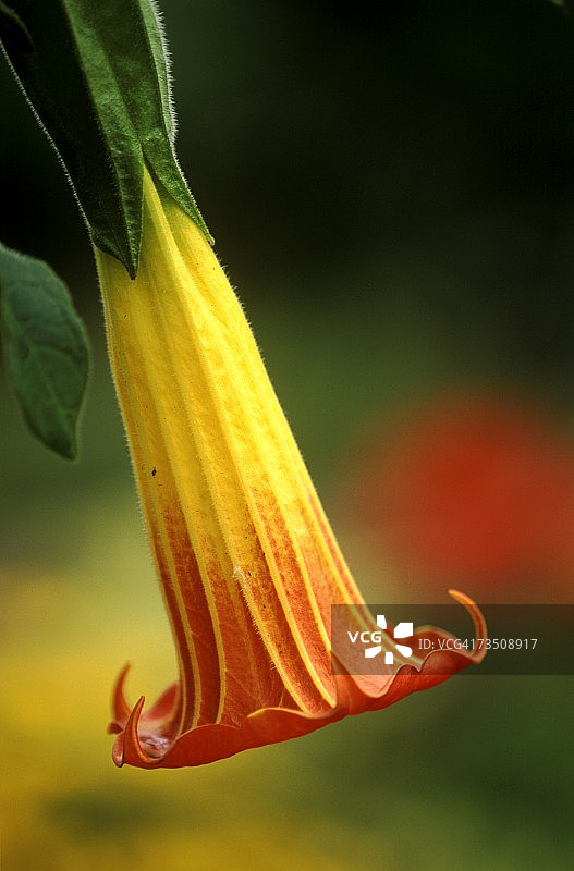 英国肯特郡，盛开的黄色和橙色曼陀罗花图片素材