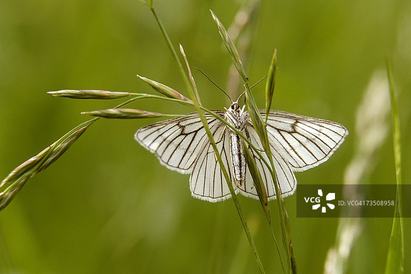 停留在草花上的白色黑脉蛾特写图片素材