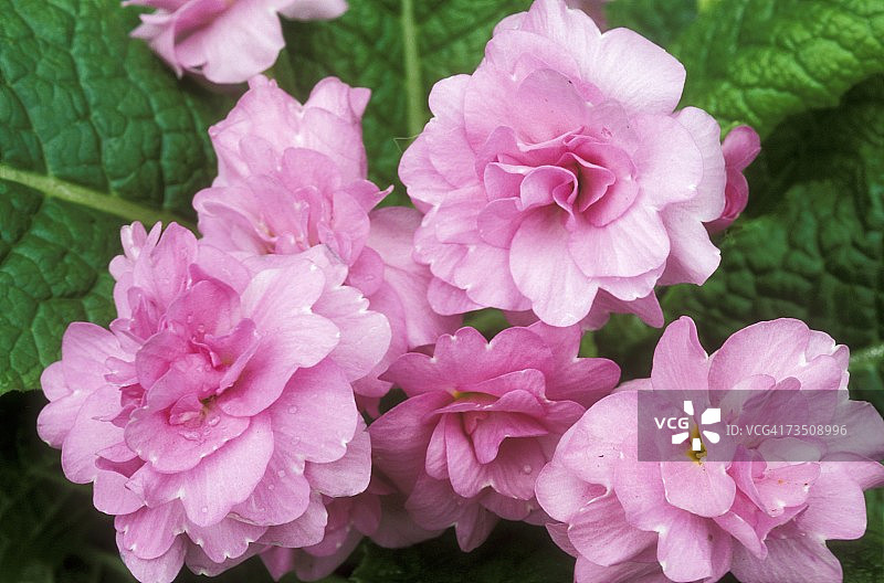 四月盛开的报春花图片素材