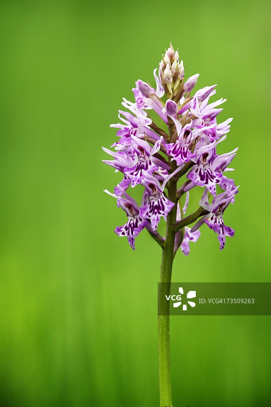 英国德文郡的普通斑点兰花特写图片素材