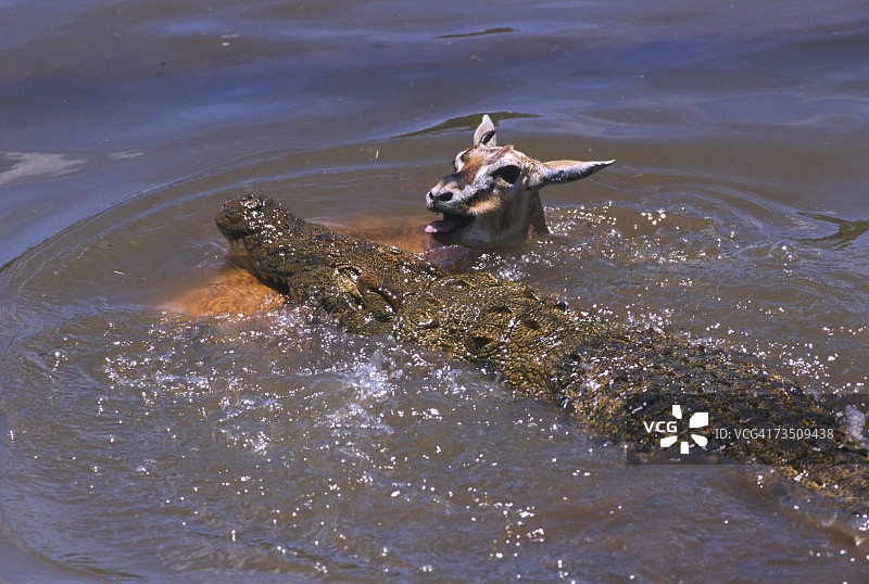尼罗鳄捕食瞪羚,肯尼亚马赛马拉图片素材
