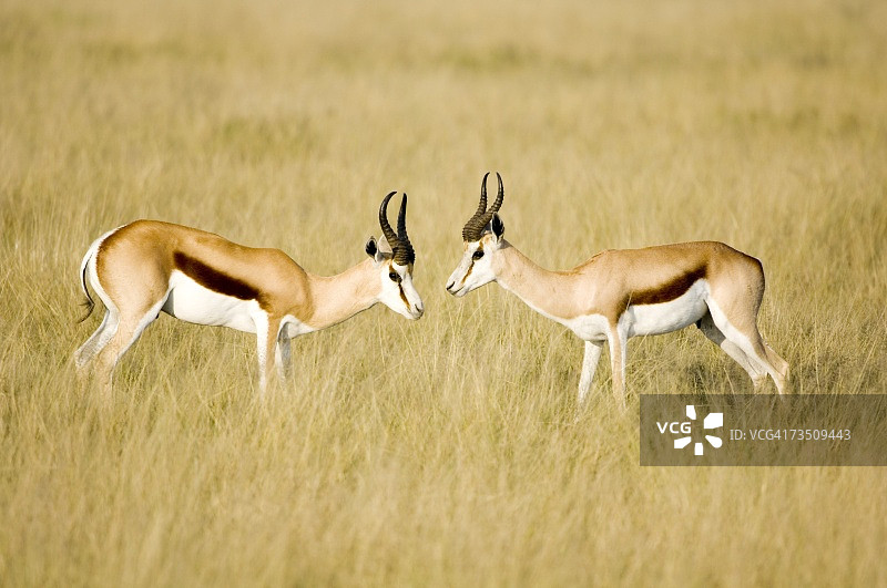雄性跳羚在博茨瓦纳卡拉哈里中部野生动物保护区相互较量图片素材