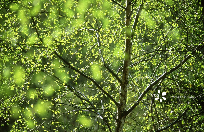 苏格兰罗斯郡春天的白桦树图片素材