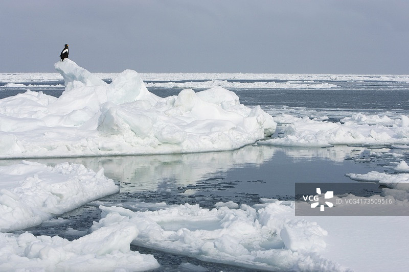 虎头海雕栖息在鄂霍次克海冰山上的景象，日本图片素材