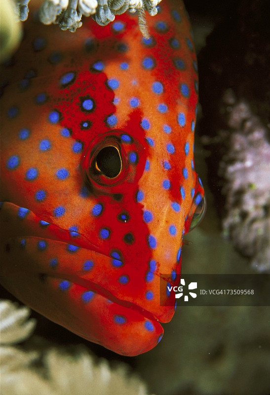 蓝色斑点珊瑚鳟图片素材