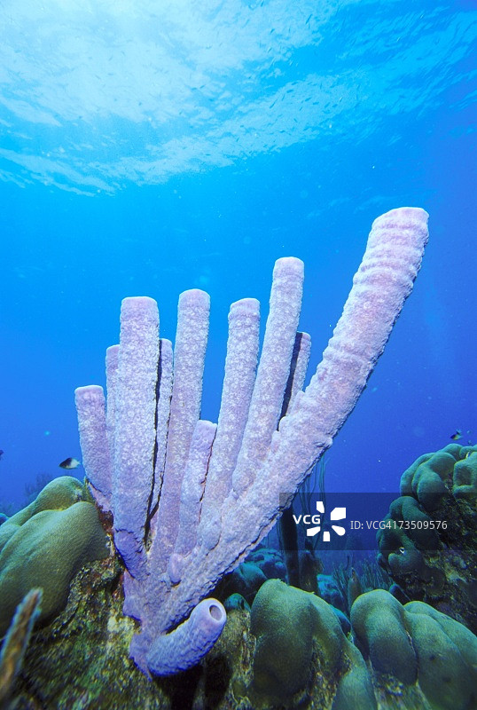 紫色管状海绵图片素材