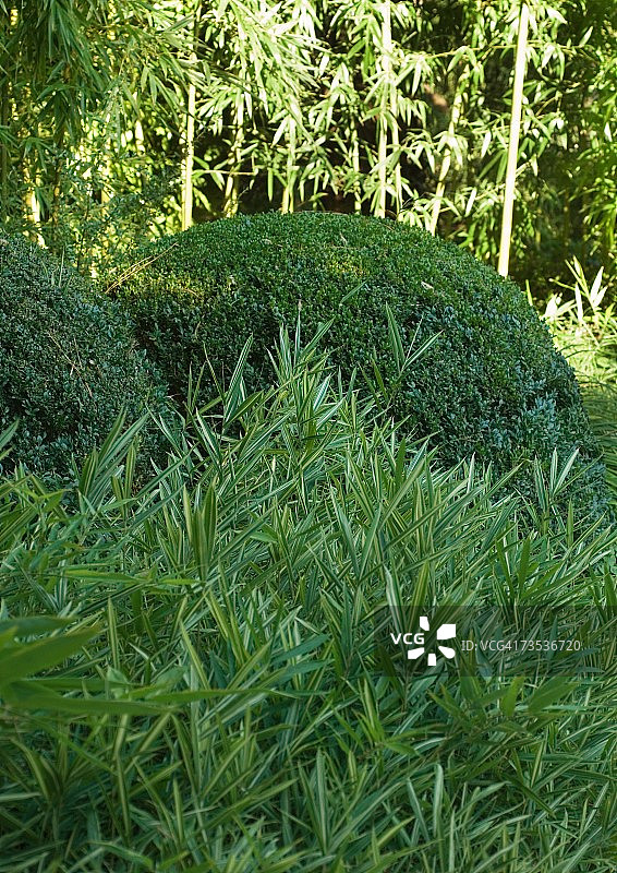 景观、植物和灌木图片素材