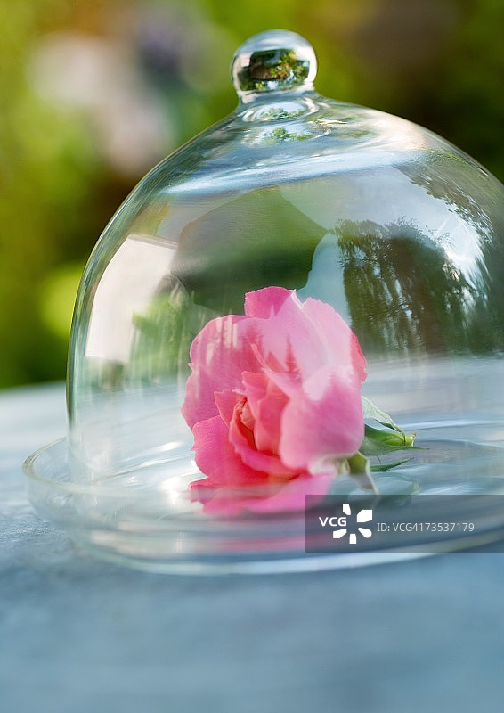 玻璃罩下的玫瑰图片素材