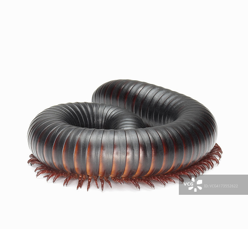 非洲大马陆图片素材