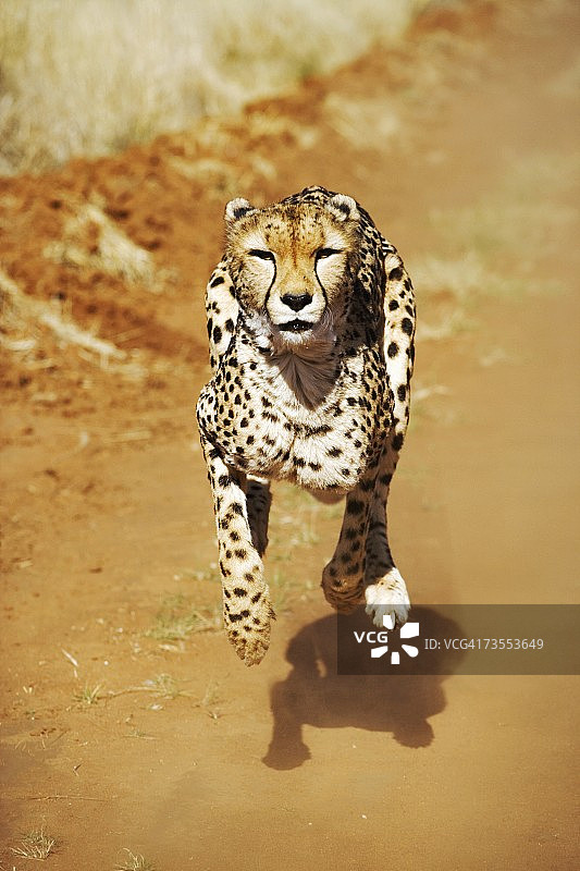 雌性猎豹奔跑正面图片素材