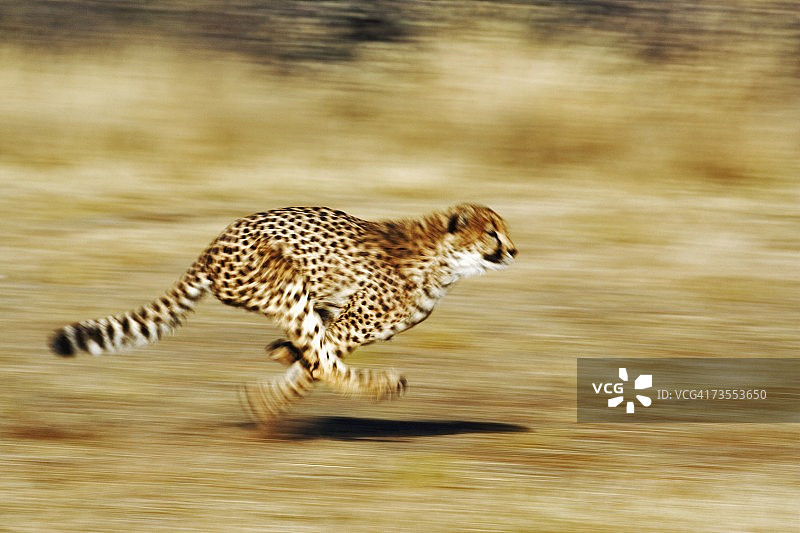 雌性猎豹奔跑正面图片素材