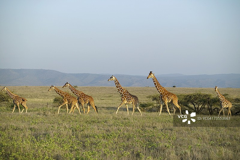 网纹长颈鹿群在开阔的平原上图片素材