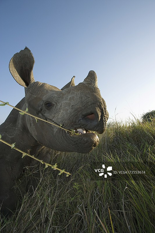 小黑犀牛（Diceros bicornis）咀嚼灌木图片素材