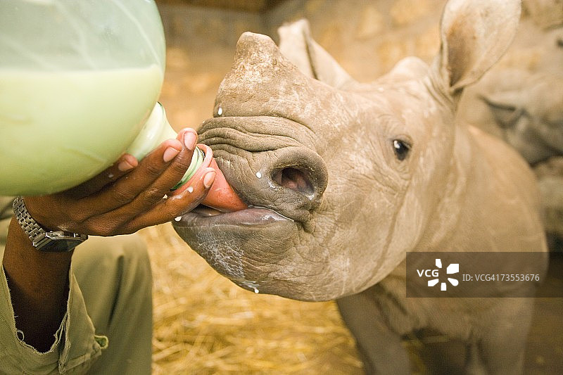 白犀牛宝宝被饲养员用大奶瓶喂食图片素材