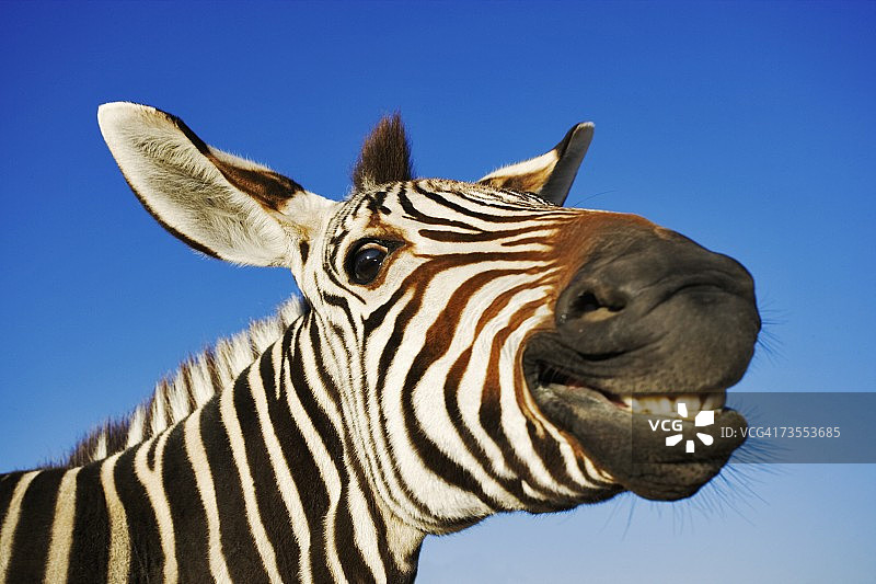 对着镜头微笑的斑马图片素材