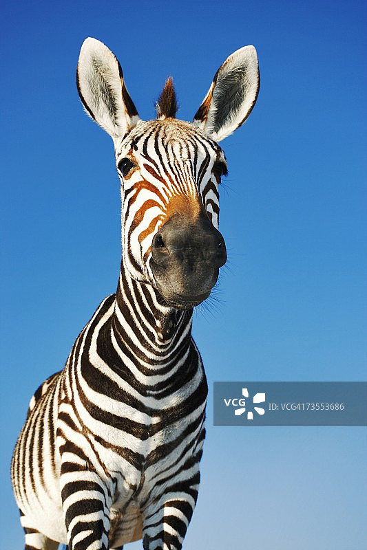 斑马特写：低角度拍摄图片素材