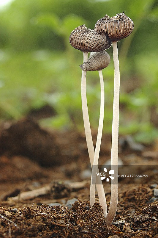 三种野生蘑菇图片素材