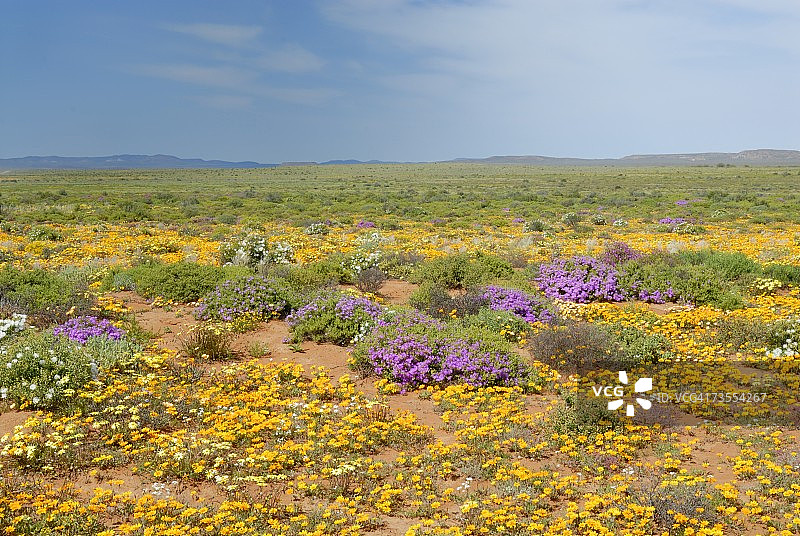 五彩缤纷的花田图片素材