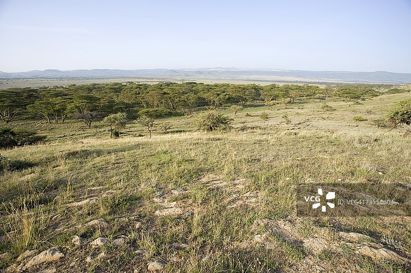 平原与金合欢树风光图片素材