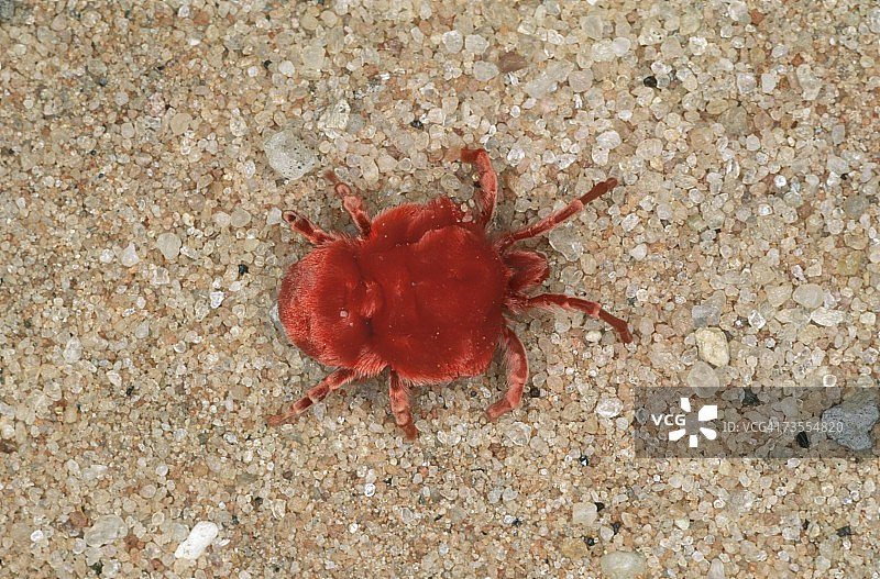 细河沙上的红色绒螨特写图片素材