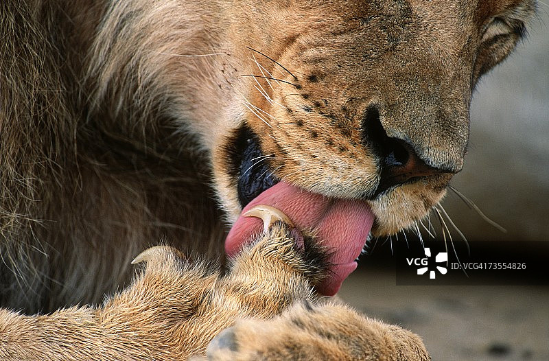 雄狮舔爪子特写图片素材