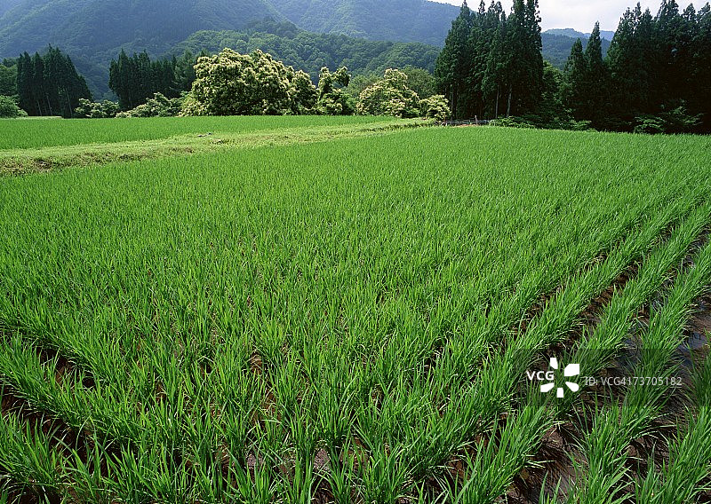 稻田图片素材