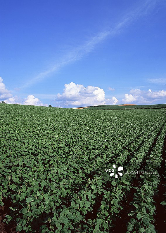 豌豆地图片素材