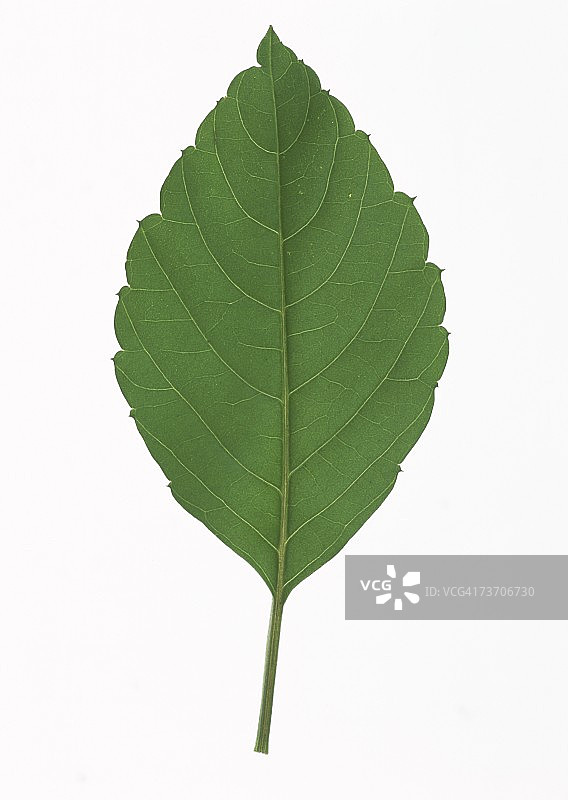 绿色的叶子图片素材