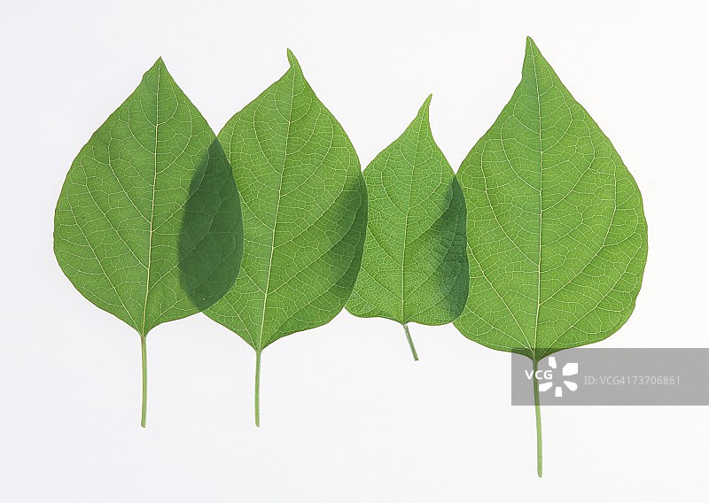 海州常山叶图片素材